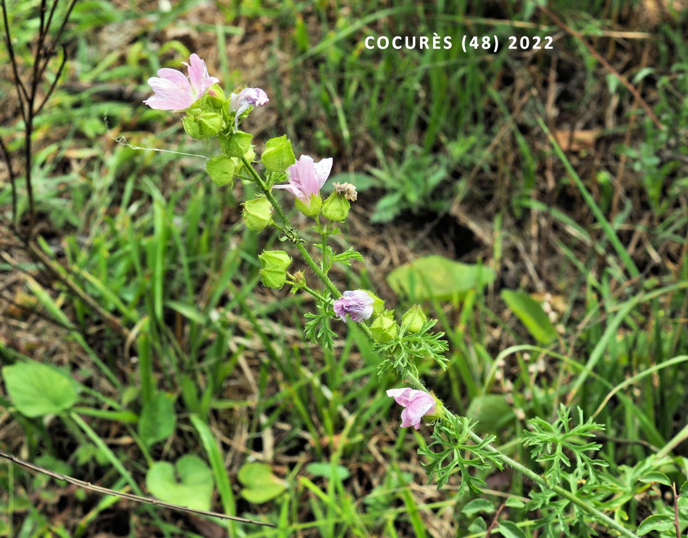 Mallow, Musk plant